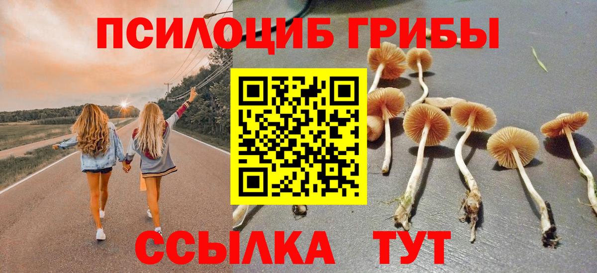 Псилоцибиновые грибы Psilocybe Тихвин